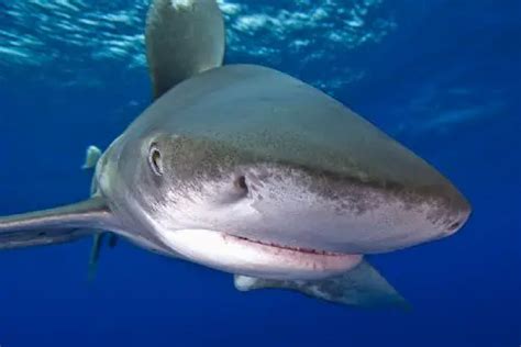 Oceanic whitetip shark – Carcharhinus longimanus - Fish