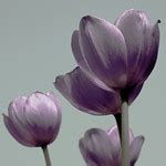 Purple Tulips | Flickr - Photo Sharing!