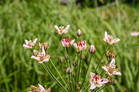 Butomus umbellatus — Florida Aquatic Nurseries