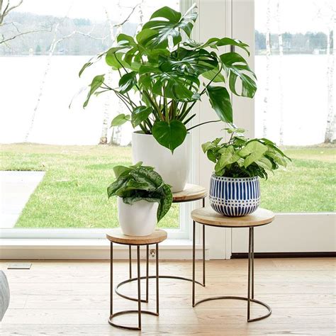 Nesting Mango Wood Plant Stands, set of 3 | Plant decor indoor, Wood plant stand, Plant stand indoor