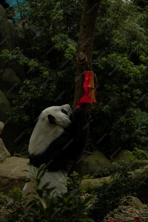 Premium Photo | Panda climbing the tree and eating bamboo stick ...