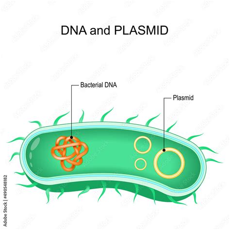 Cross section of bacteria with Bacterial dna and plasmids Stock Vector | Adobe Stock