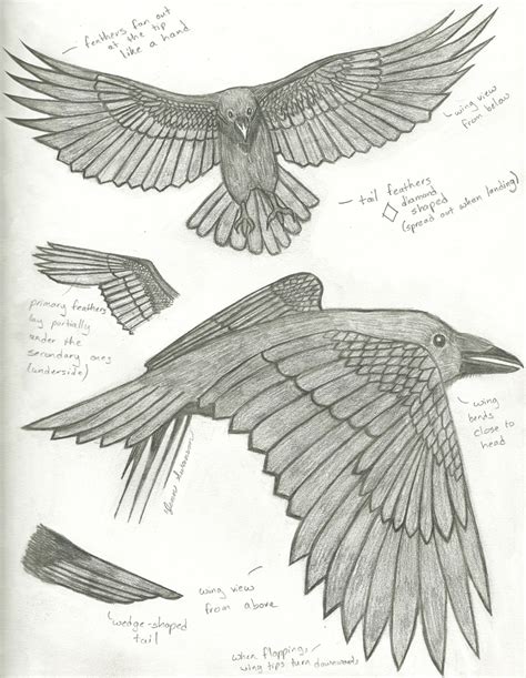 Raven Sketches – Jenn Swanson