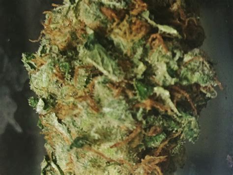 Midnight Marijuana Strain Information & Reviews | AllBud