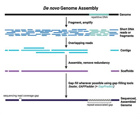 Filling in the gaps: GapPredict can complement repertoire of tools used to resolve missing DNA ...