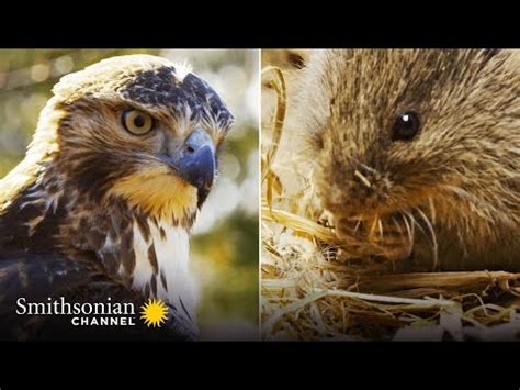 DANGER: Meadow Vole Is Exposed to Sky Full of Predators 🦅 Smithsonian Channel - YouTube