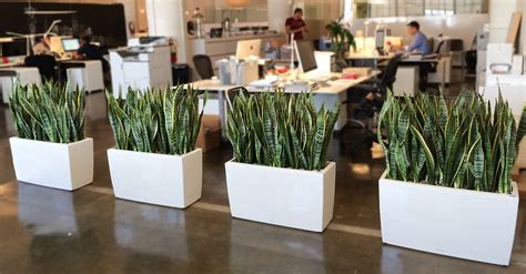 Office Plants Deilvery in NYC | My City Plants