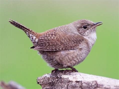 NestWatch | House Wren - NestWatch