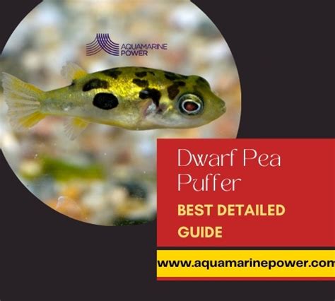 Dwarf Pea Puffer Care: Best Detailed Guide (February 2024)