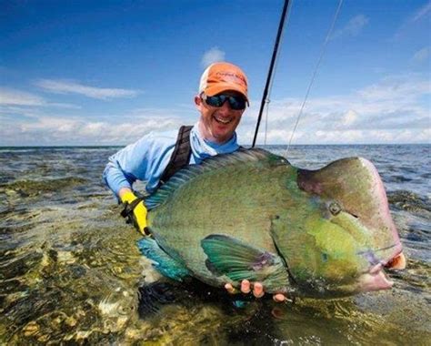 Big Fishes of the World: PARROTFISH HUMPHEAD (Bolbometopon muricatum)