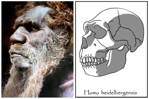 Homo heidelbergensis - male by babanovac0232 on DeviantArt