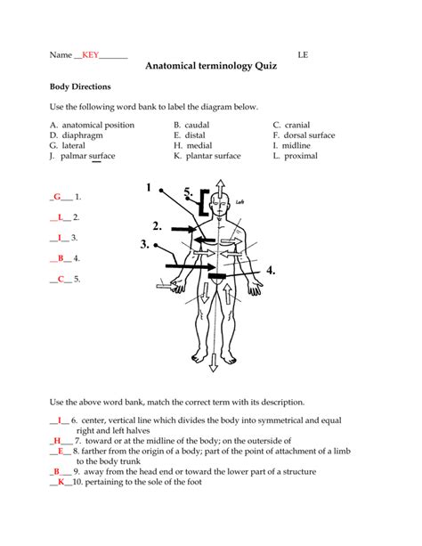 Anatomy And Physiology Printable Worksheets - Printable Templates