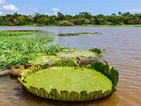 Visiting the Amazon Rainforest in Brazil | On The Go Tours