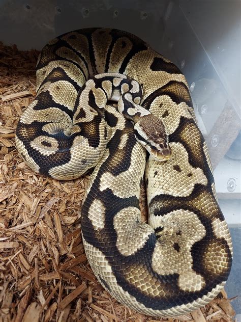 Pastel Het Clown Ball Python by No limit reptiles - MorphMarket