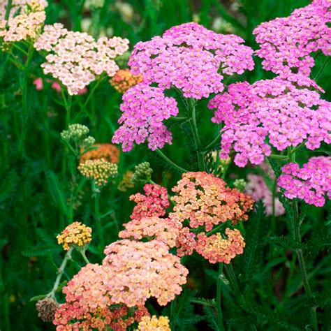 Achillea Millefolium | ubicaciondepersonas.cdmx.gob.mx