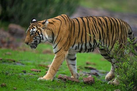 Satpura Tiger Reserve - Sudhir Shivaram Photography