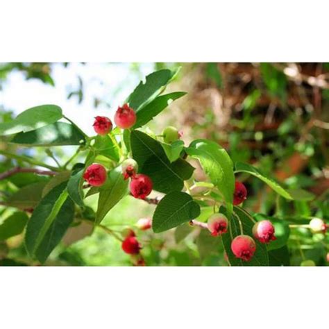 Allegheny Serviceberry | Plant Addicts