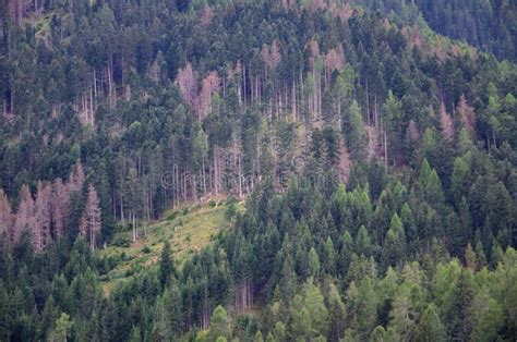 The sick forest stock photo. Image of slope, panorama - 257405534