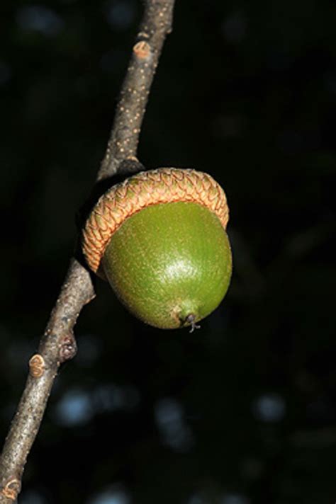 Meet the Trees: Introducing the Northern Red Oak (Quercus rubra) | HubPages