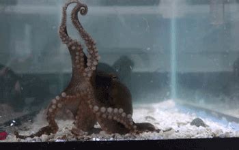 Multimedia Gallery - An octopus displays its color-shifting ability. | NSF - National Science ...