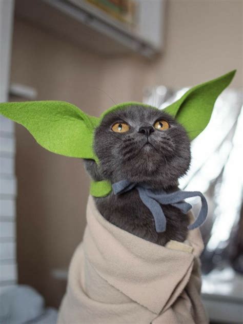 Baby Yoda Cat Costume Factory Sale | www.aikicai.org