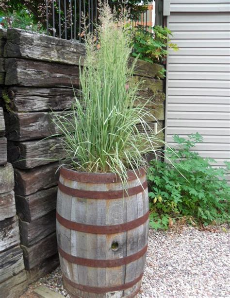 22 Best Ornamental Grasses for Containers + How to Grow them | Ornamental grasses, Feather reed ...