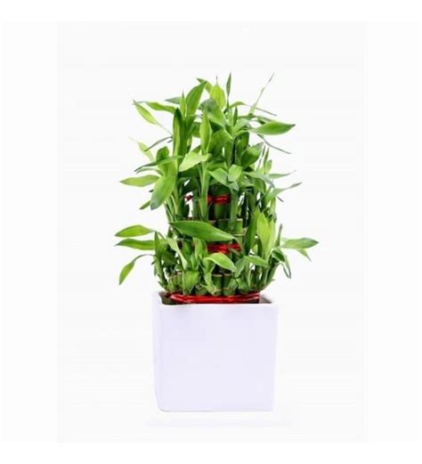 Buy Lucky Bamboo Plant with White Ceramic Pot by Exotic Green Online - Lucky Bamboos - TEST ...