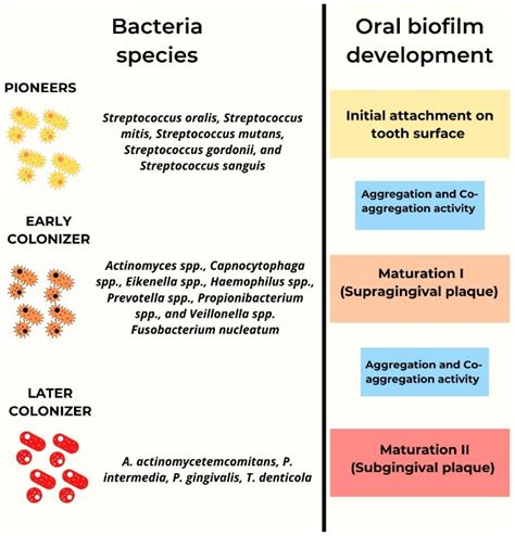 Pharmaceutics | Free Full-Text | Drugs for the Quorum Sensing Inhibition of Oral Biofilm: New ...