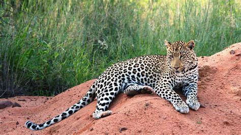 Namibia Wildlife - big cats and wild dogs