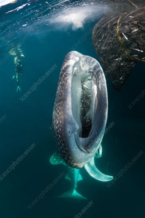 Feeding Whale Shark - Stock Image - C031/9213 - Science Photo Library