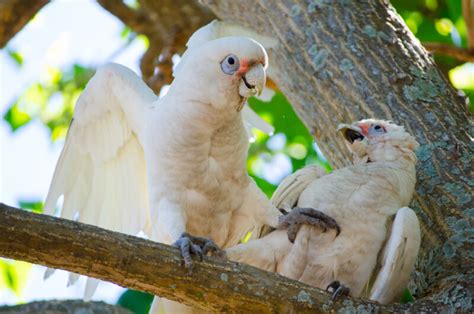 Goffins Cockatoo Care Guide - Diet, Lifespan & More » Petsoid