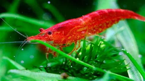 How to Breed Shrimp Aquarium: A Comprehensive Guide for Beginners.