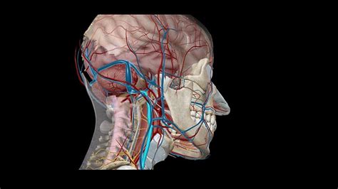 Human Nervous System and Sensory Organs - Lecture Notes, Study Material, Important Questions ...