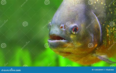 The Piranha in Amazon River. Stock Image - Image of brazil, ecology: 135530441