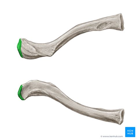 Clavicle - Anatomy and Clinical Notes | Kenhub