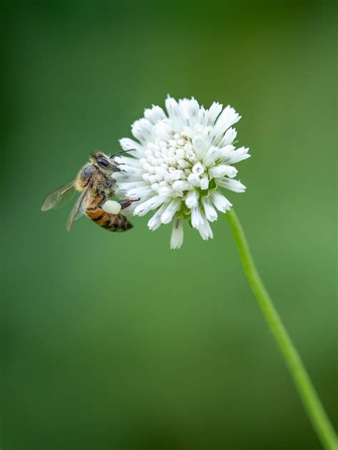 Bee Conservation Toolkit - Earth Day