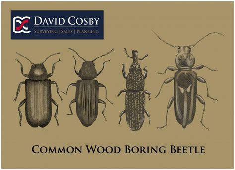 Wood Boring Beetles - David Cosby Surveyors & Estate Agents