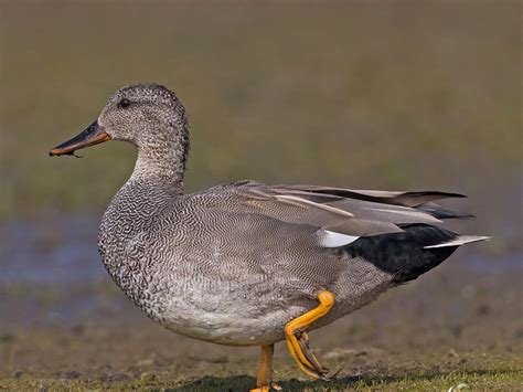 Gadwall Bird Facts (Anas strepera) | Bird Fact