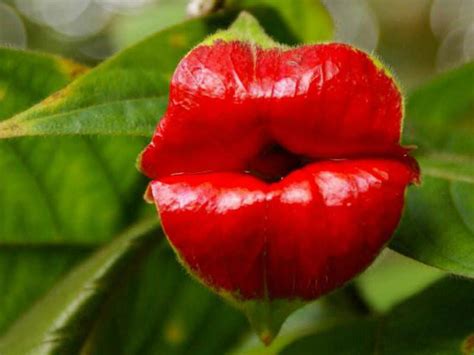Psychotria elata - Hot Lips | World of Flowering Plants
