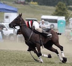 What Are The Rules Of Polocrosse? - Cplemaire - cplemaire couplé du jour