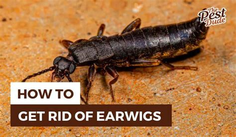 How to Get Rid of Earwigs in Your House & Garden