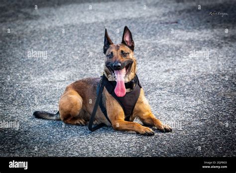 A Belgian Malinois in training Stock Photo - Alamy