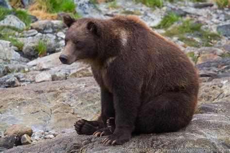 Brown Bears Fishing | Photos by Ron Niebrugge