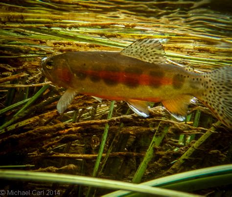 The Ecological Angler - California Golden Trout Fishing Trip