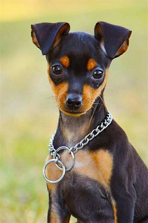 How Much Is A Mini Doberman Pinscher - You will be assured of health ...