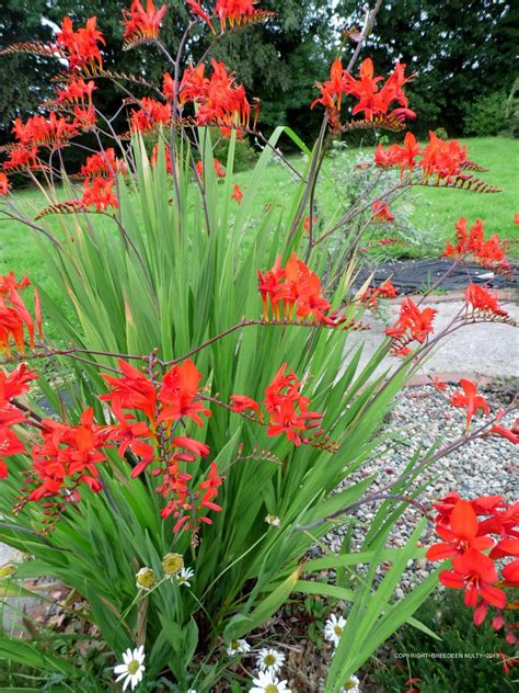 Crocosmia ~ Lucifer. I have this in my garden. It's beautiful and the ...