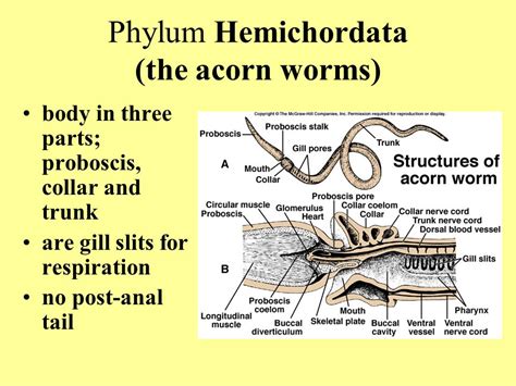 Hemichordata Anatomy