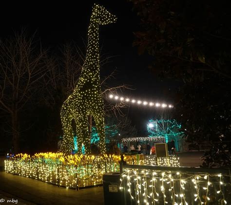 Explore St Louis - Visit Missouri- Review of Zoo Lights