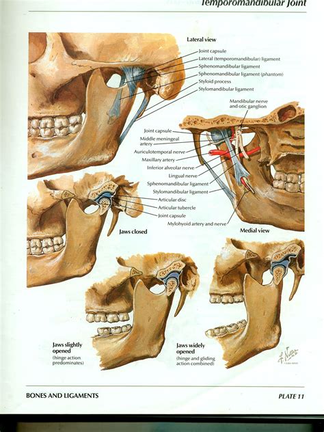 Netter Head And Neck Anatomy