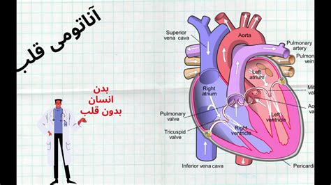 ( توضیح آناتومی قلب انسان ، ساختار هر قسمت قلب) Anatomy of the heart - YouTube